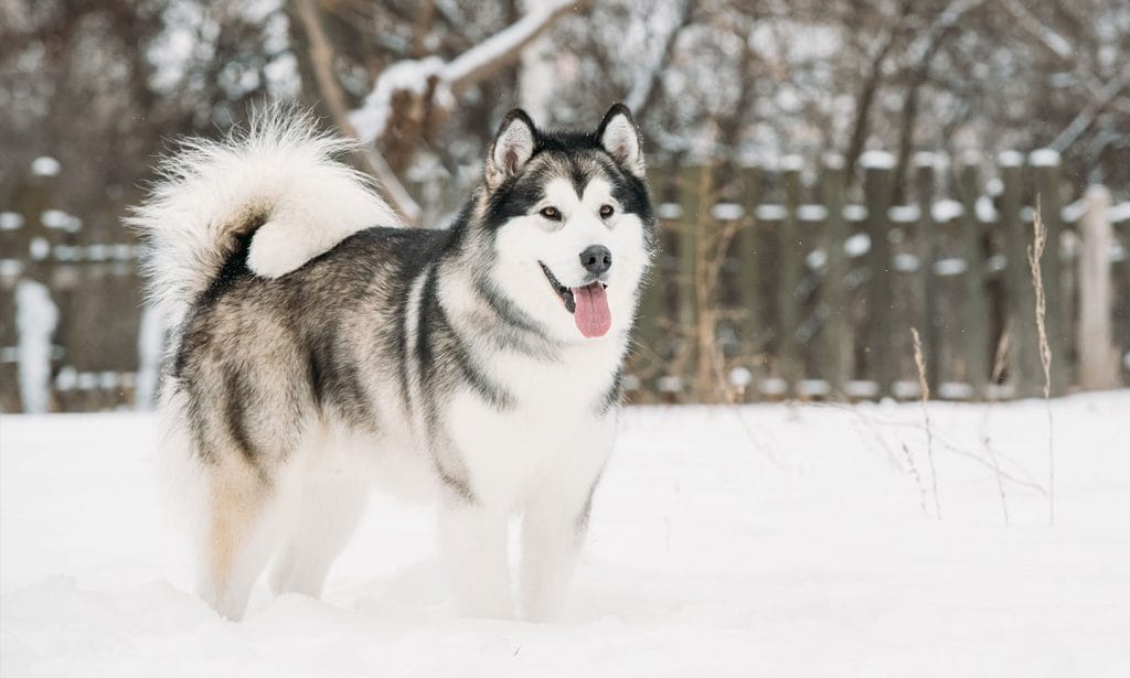 سگ نژاد مالاموت آلاسکا (Malamute Alaskan)